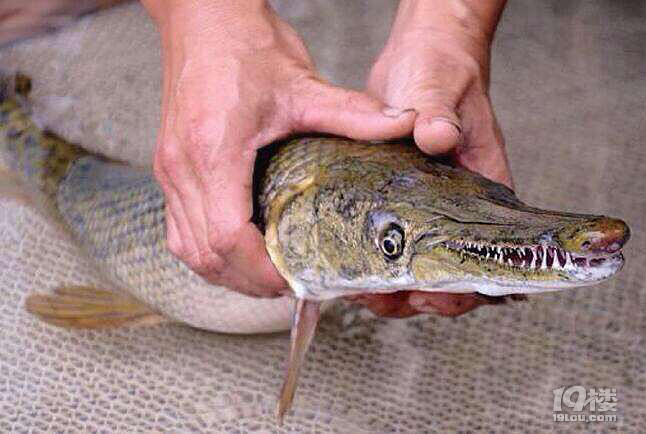 浙江一水库惊现"食人鱼" 嘴有剧毒,好吓人啊