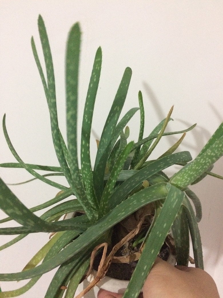 [�ֵ���õ�һ�����]һֱ���ŵ���ɫֲ��