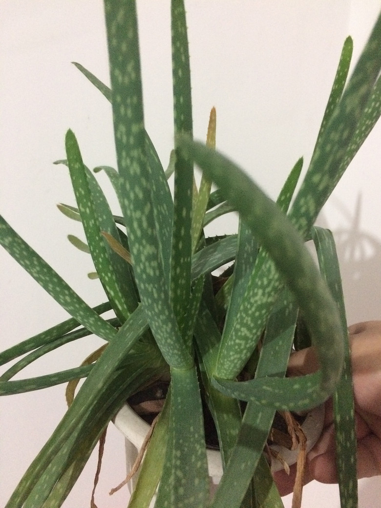 [�ֵ���õ�һ�����]һֱ���ŵ���ɫֲ��