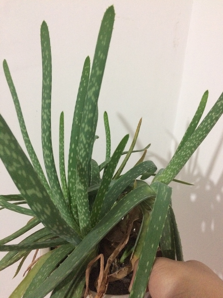 [�ֵ���õ�һ�����]һֱ���ŵ���ɫֲ��