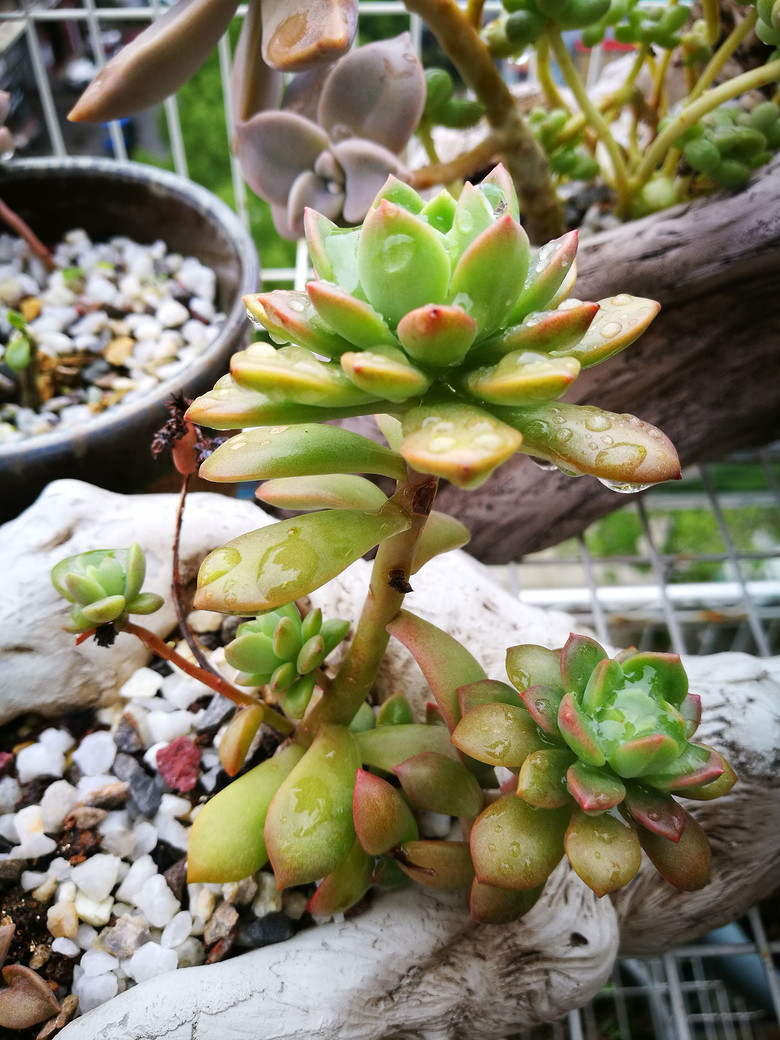 [�ֵ���õ�һ�����]