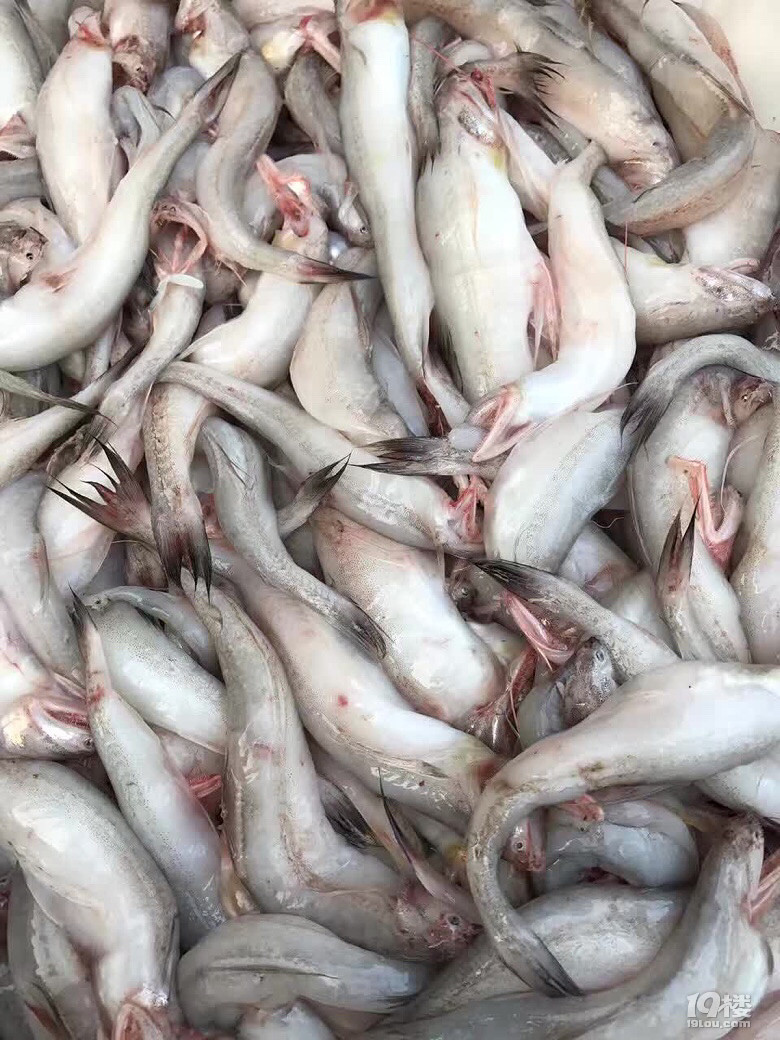 豆腐鱼(水潺)-台州美食-台州19楼