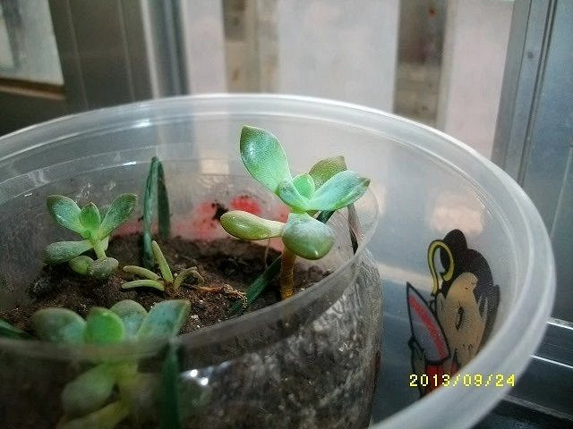 [�ֵ���õ�һ�����]���ջ������˵���������