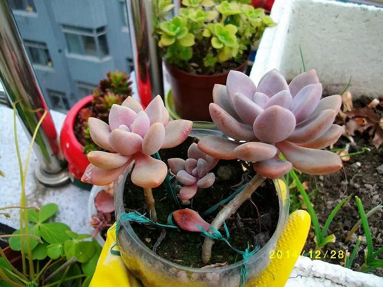 [�ֵ���õ�һ�����]���ջ������˵���������