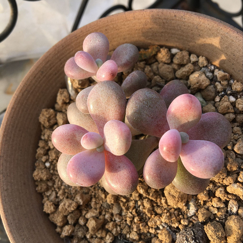 �ֵ���õ�һ�����