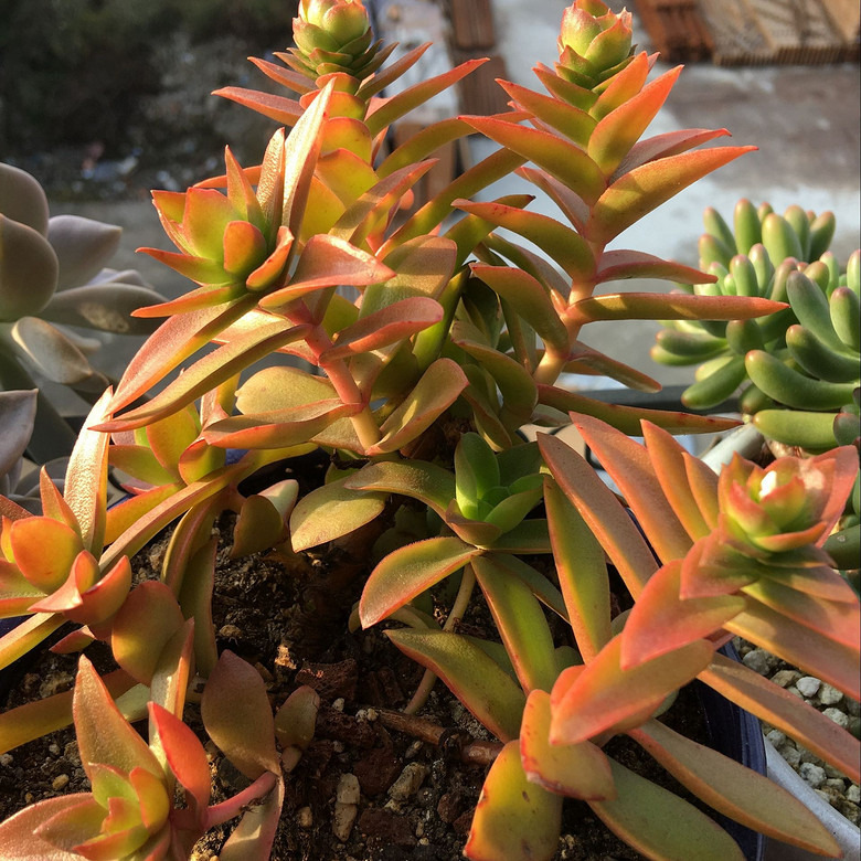 �ֵ���õ�һ�����