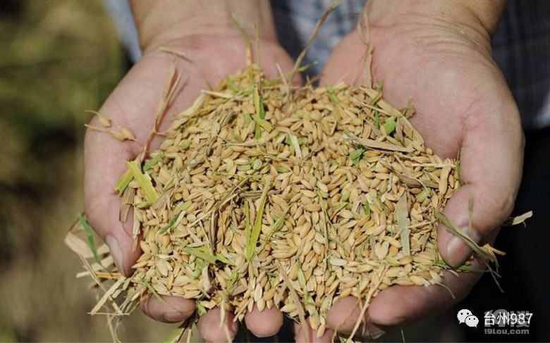 温岭这位农民伯伯太有创意了,把水稻种在房顶上,而且还能隔热!