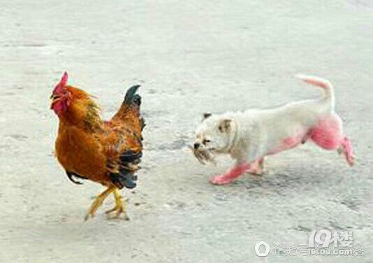 一只鸡被狗咬伤了台州两主人大打出手