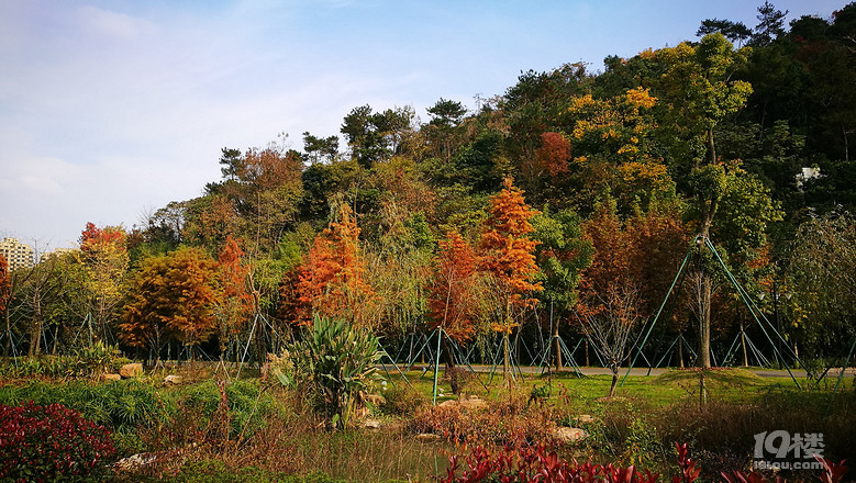 中央山公園秋色