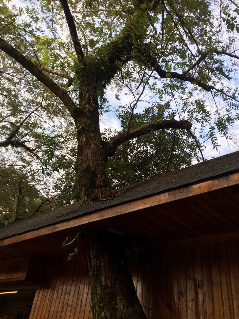 房顶长出参天大树快来围观