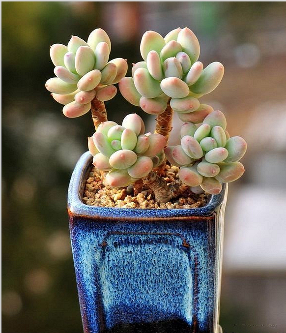 2016̨�ݶ������չ����