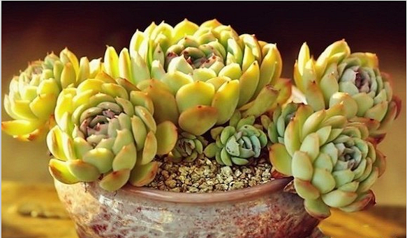 2016̨�ݶ������չ����