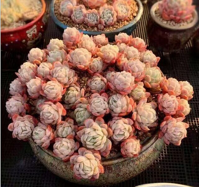 2016̨�ݶ������չ����