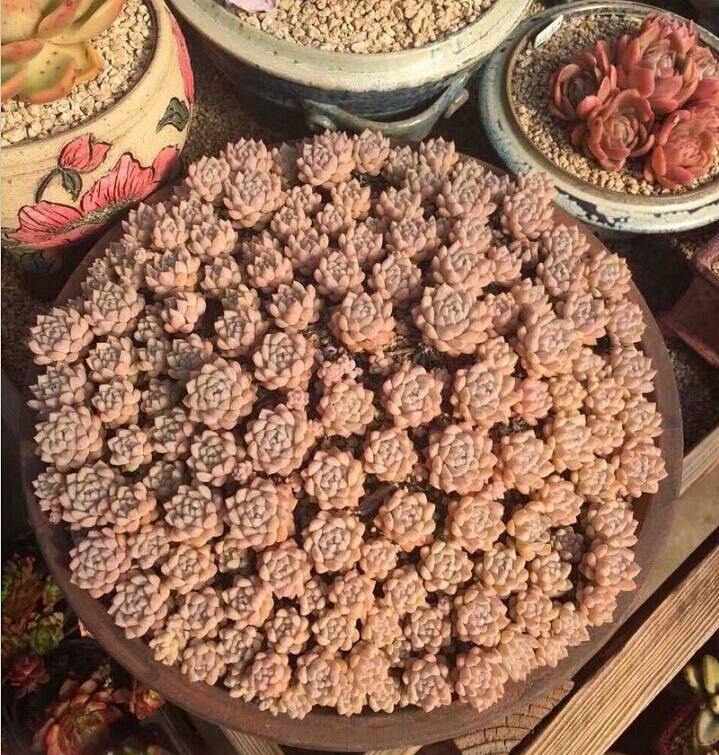 2016̨�ݶ������չ����