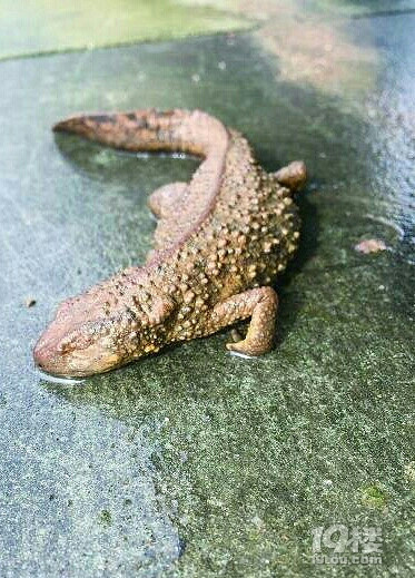 村民钓上一条15厘米长奇怪壁虎鱼