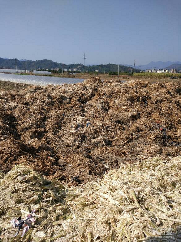港港厢堆积如山的甘蔗渣该何去何从