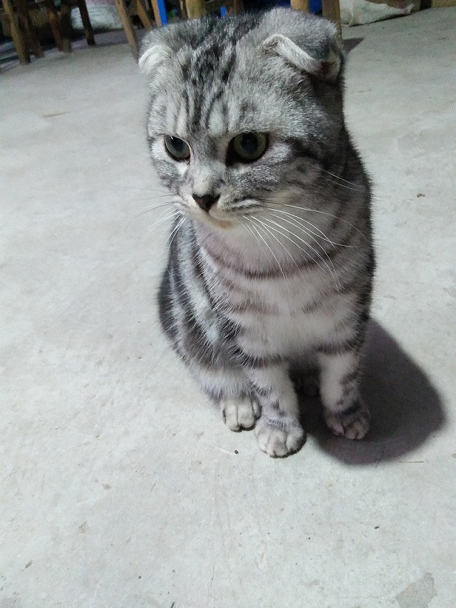 转让单血统成年公折耳猫一只疫苗打齐已做绝育手术