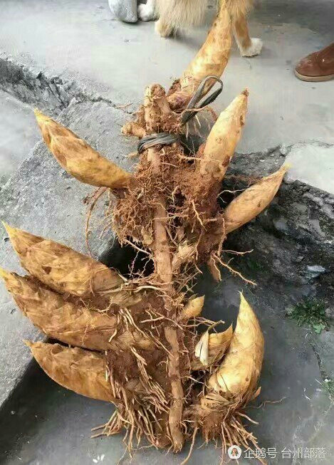 台州一村民挖出14"胞胎"的"笋王"