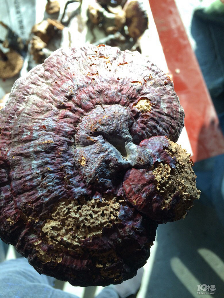 一大袋灵芝忘了吃全被虫蛀了只能扔掉茫茫心痛厢