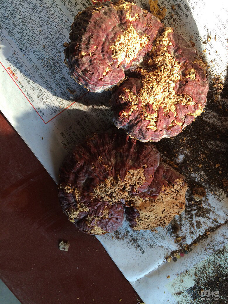 一大袋灵芝忘了吃全被虫蛀了只能扔掉茫茫心痛厢