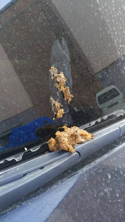 我车子平时被扔姨妈巾套套等都忍了被扔大便还需要忍吗