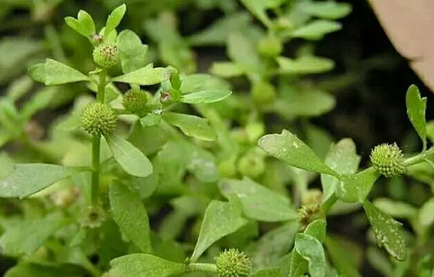 这草能治疗鼻炎