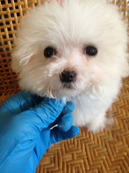 家养精品小体白贵花贵出售品相自己看