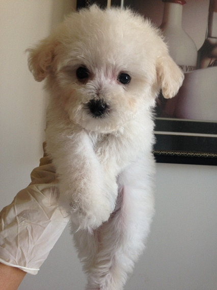 家养精品小体白贵花贵出售品相自己看