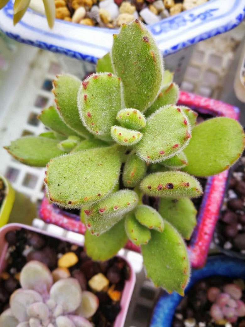 �ջ�����