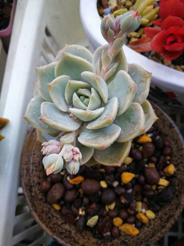 �ջ�����