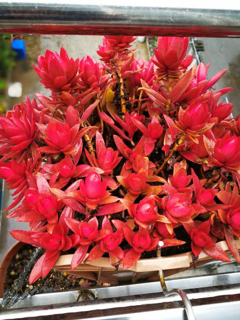 �ջ�����