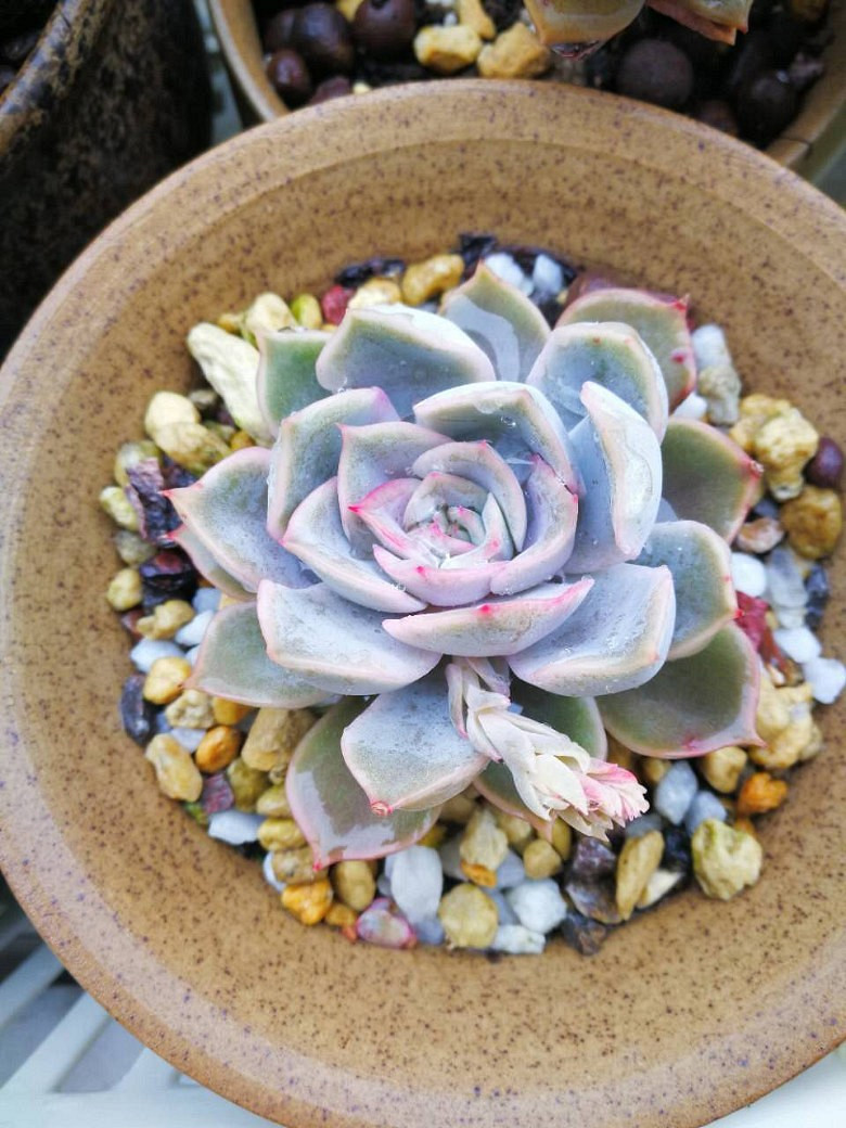 �ջ�����