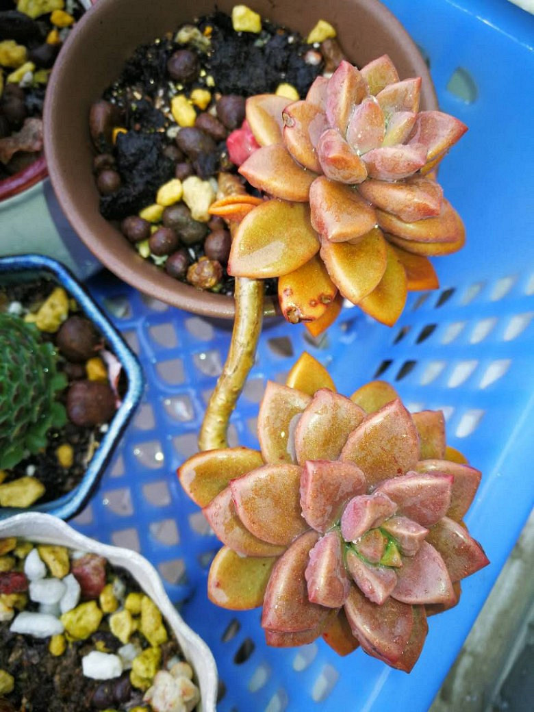 �ջ�����