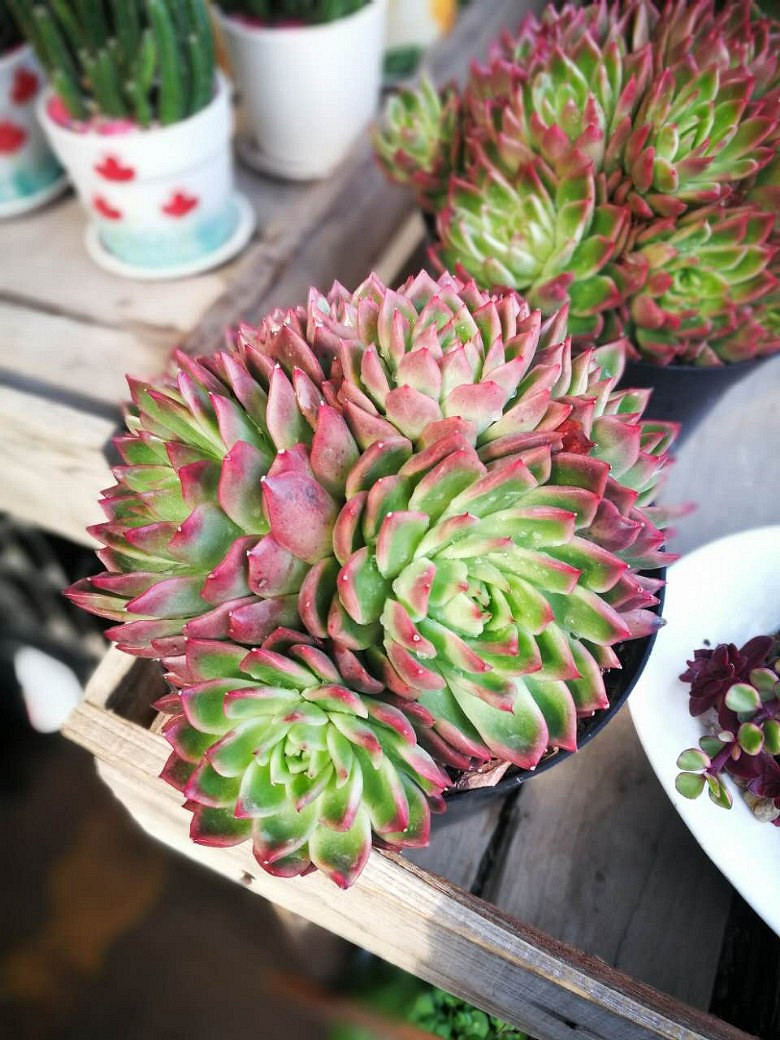 �ջ�����