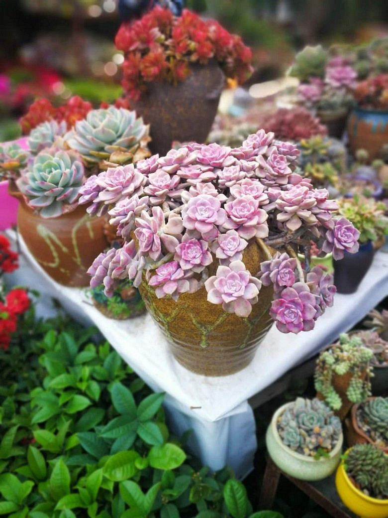 �ջ�����