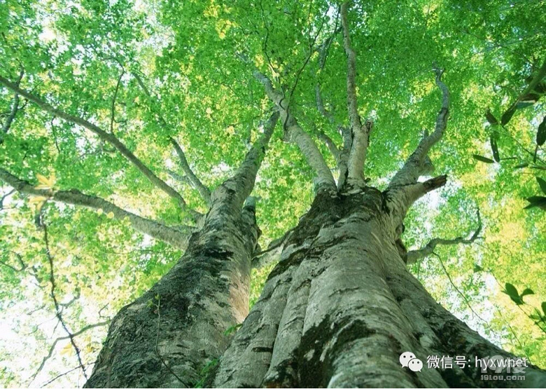 紅豆杉紫楠浙江楠2萬餘株珍貴樹種將在黃岩安家