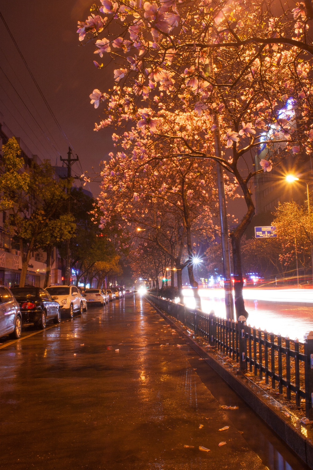 临海夜色下雨中巾山路玉兰花