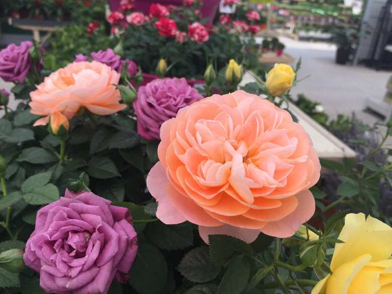 ��Խ����̨������ ������