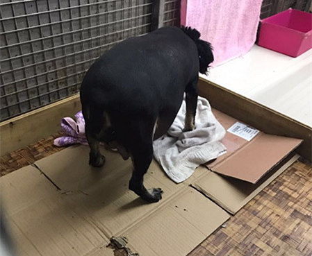 ������˫Ѫͳ�Թ���������������~