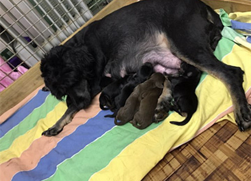 ������˫Ѫͳ�Թ���������������~