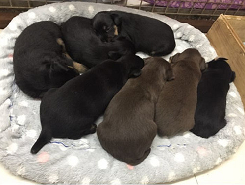 ������˫Ѫͳ�Թ���������������~