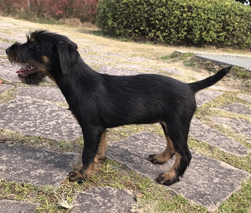 ������˫Ѫͳ�Թ���������������~