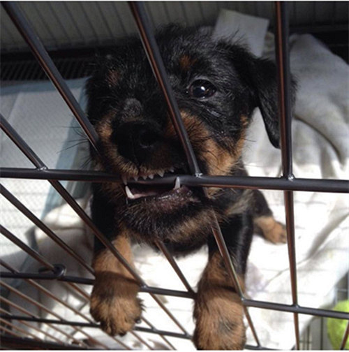 ������˫Ѫͳ�Թ���������������~