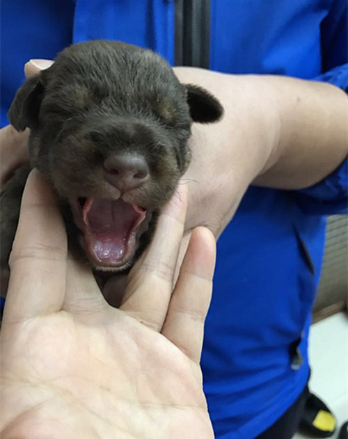 ������˫Ѫͳ�Թ���������������~