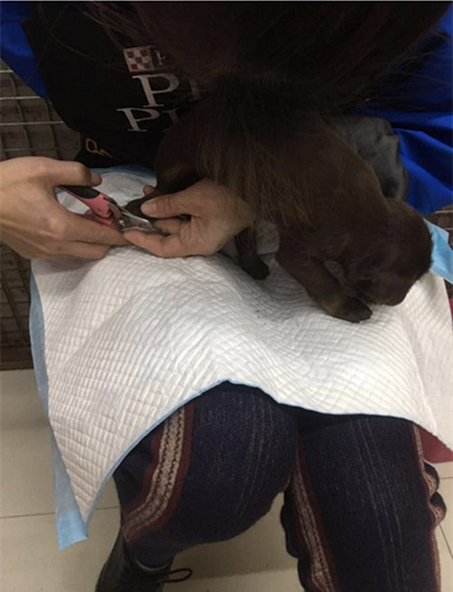 ������˫Ѫͳ�Թ���������������~