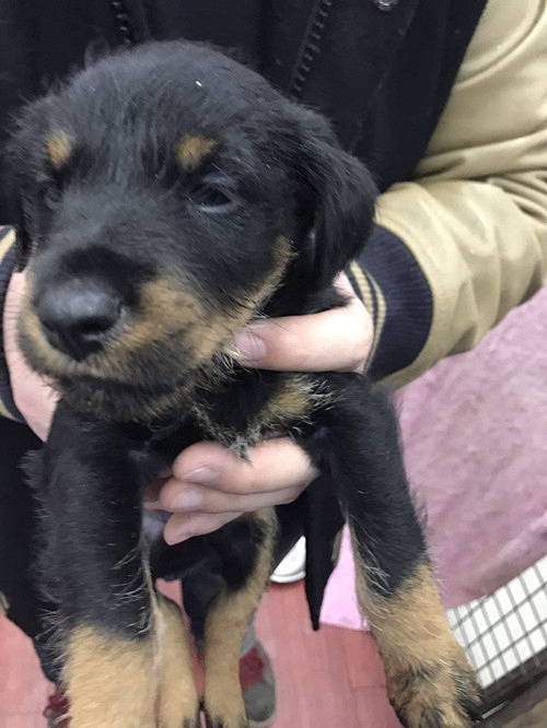 ������˫Ѫͳ�Թ���������������~