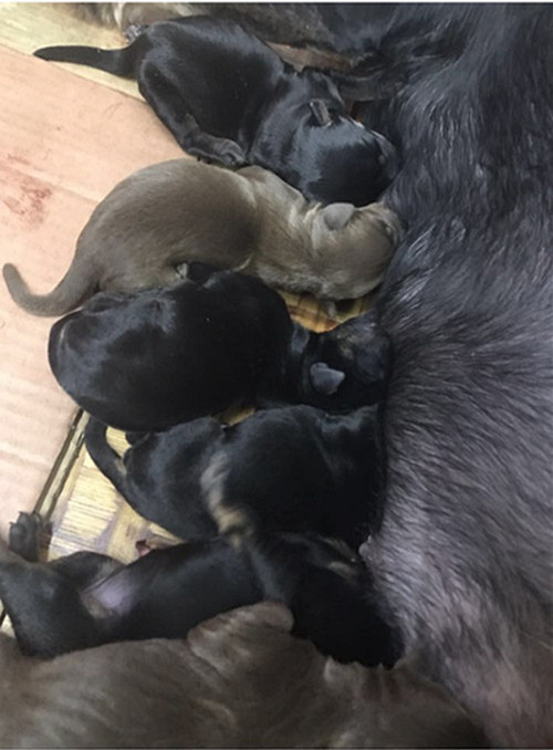 ������˫Ѫͳ�Թ���������������~