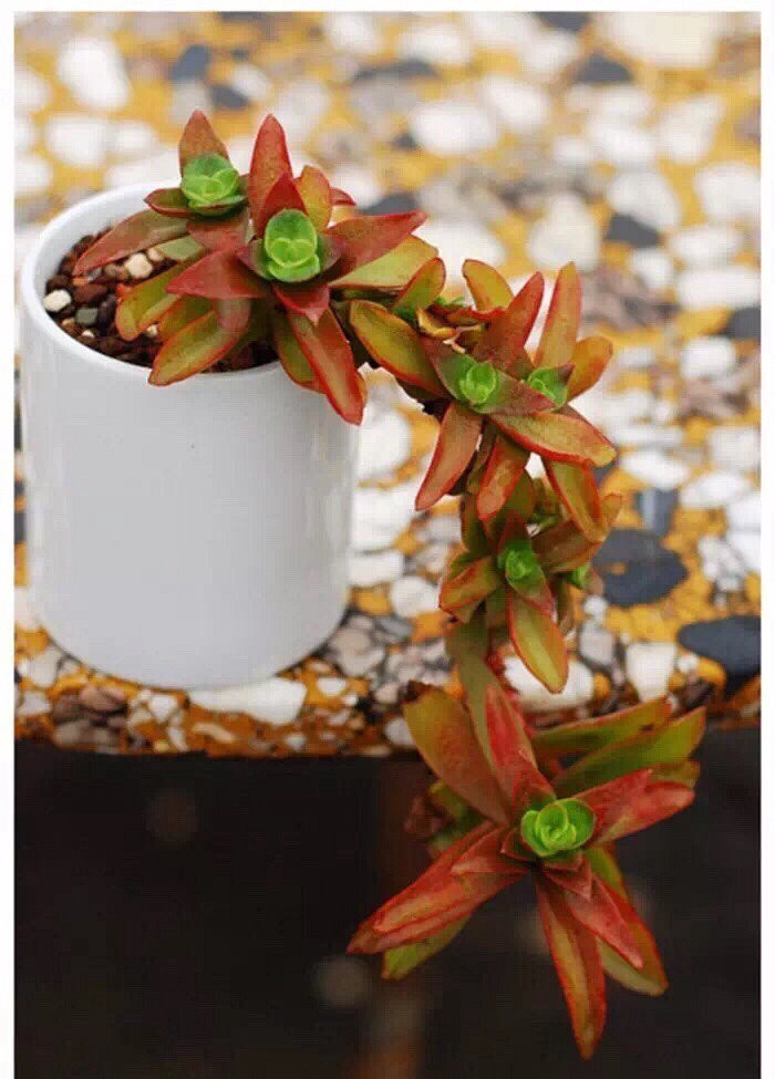 ������׮���ջ�Ҳ����