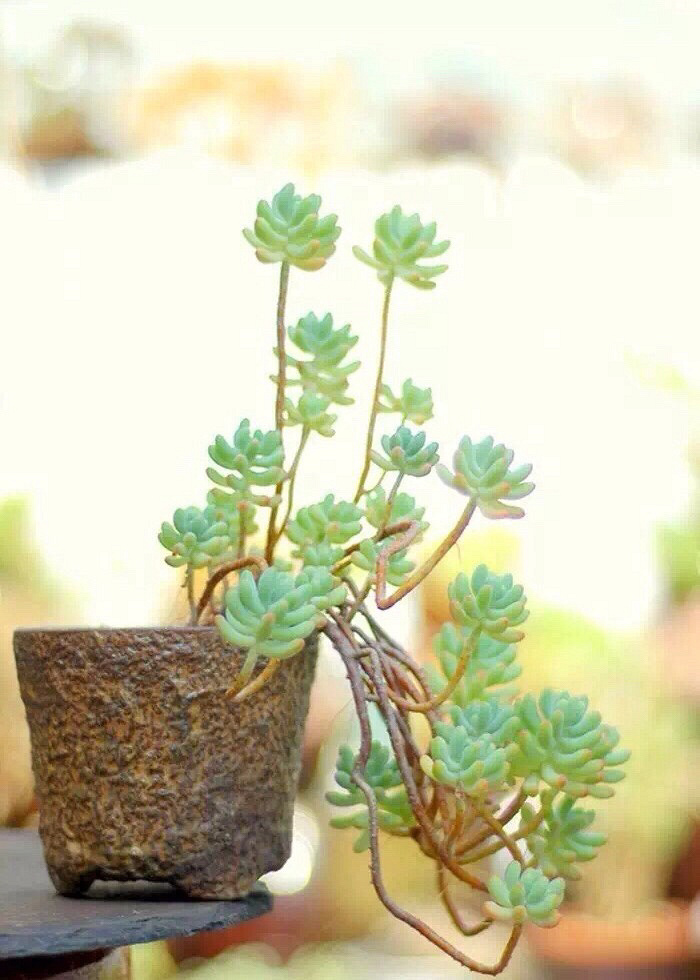 ������׮���ջ�Ҳ����