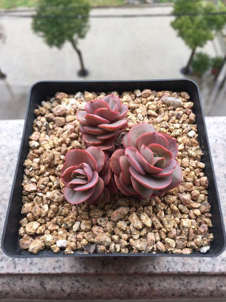 ���˴�ͼ����